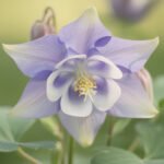 découvrez l'ancolie commune, une fleur élégante et rustique idéale pour embellir vos jardins. apprenez tout sur ses caractéristiques, sa culture et son entretien.