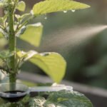 découvrez comment doser correctement le savon noir pour éliminer efficacement les pucerons de vos plantes tout en respectant leur santé.