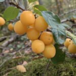découvrez tout ce qu'il faut savoir sur la mirabelle sauvage, ses caractéristiques, sa toxicité éventuelle et comment la reconnaître grâce à notre guide complet.