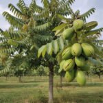 découvrez les caractéristiques et les avantages du noyer franquette, une variété prisée pour sa qualité de noix et sa résistance.