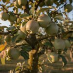 Pommier reinette grise du canada : Tout savoir sur cette variété et son prix en 2026 découvrez tout sur le pommier reinette grise du canada, une variété ancienne appréciée pour ses pommes savoureuses. apprenez ses caractéristiques, ses méthodes de culture et son prix estimé en 2026.