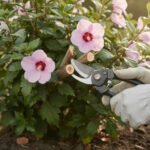 Tailler un althéa : guide complet découvrez comment tailler un althéa avec notre guide complet pour favoriser une croissance saine et fleurissante tout au long de l'année.